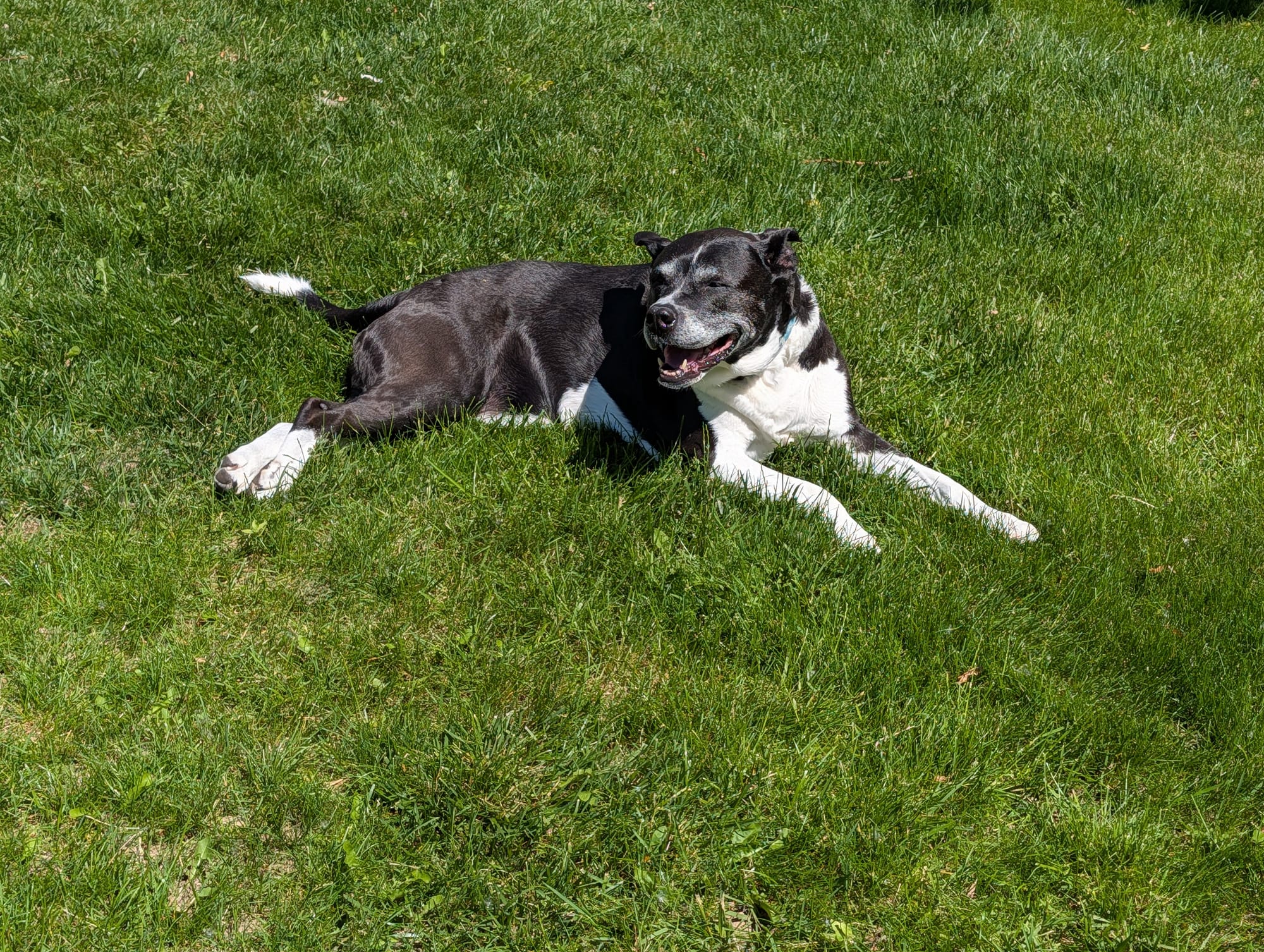Lana, a black-and-white senior dog, stretched out and grinning in sunny grass