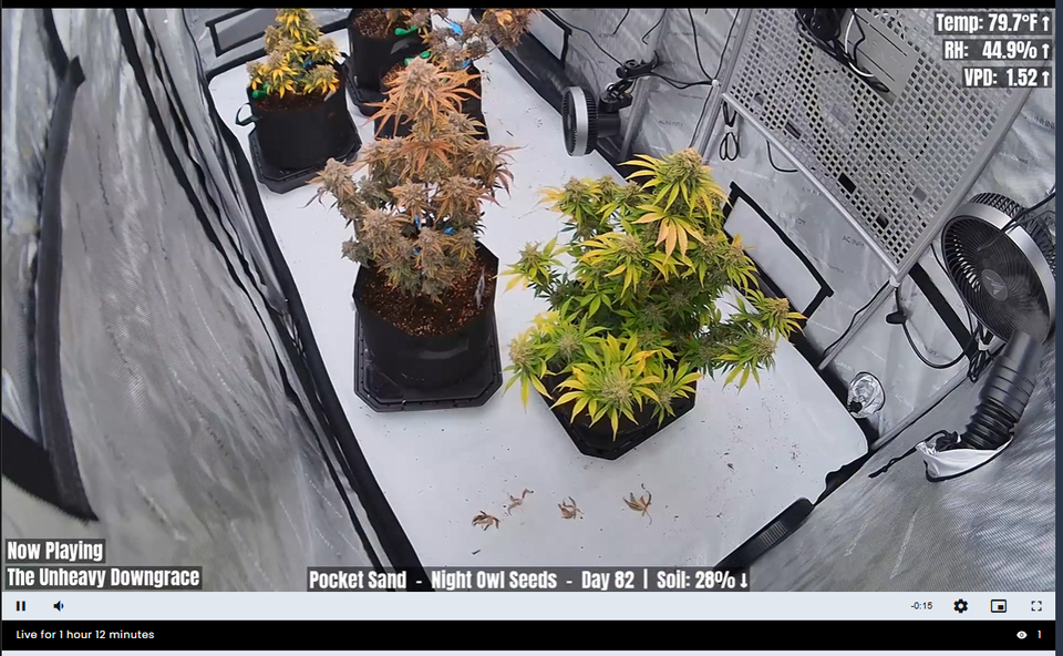 Growcast: Replacing OBS with a Single Container for 24/7 Grow Streaming