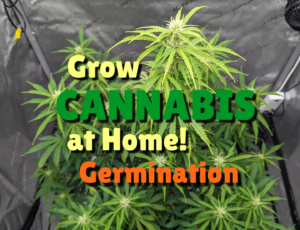 Germinating Cannabis Seeds