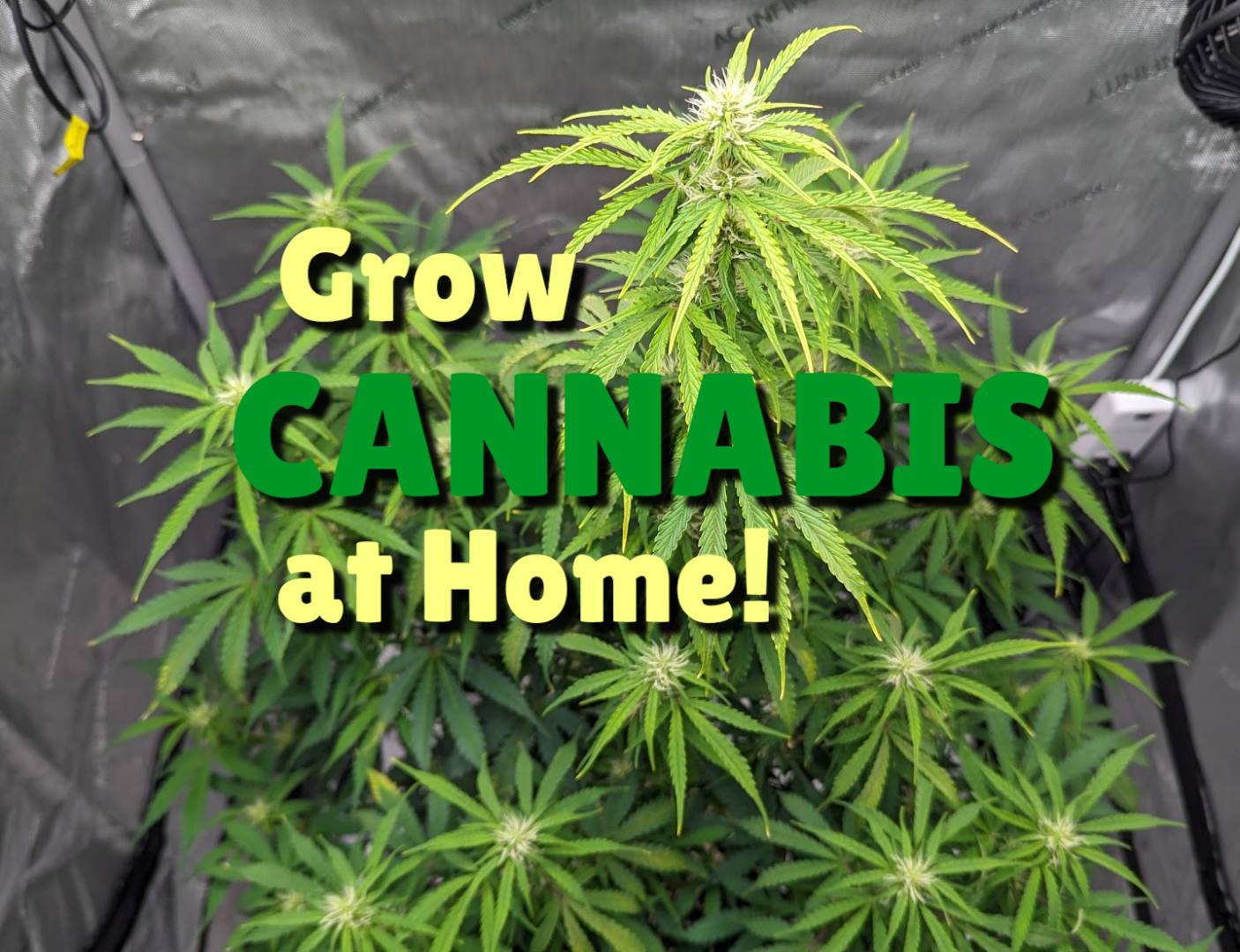 Introduction to Growing Cannabis at Home